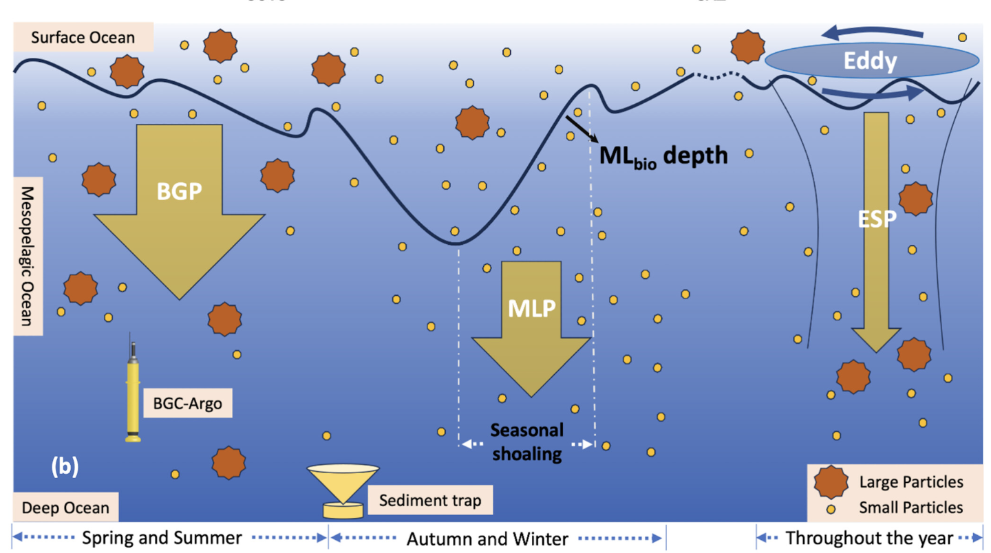 Schematic of carbon export, particles, eddies, BGC-Argo, and sediment traps